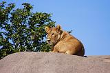 TANZANIA - Serengeti National Park - Leonessa su Kopjies - 03